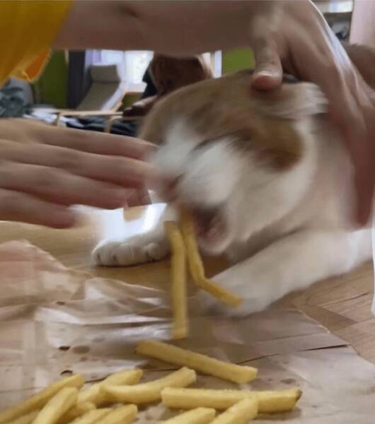 Fast, Furry, and Out of Focus