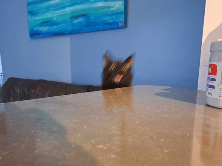 Fast, Furry, and Out of Focus