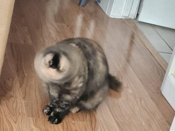 Fast, Furry, and Out of Focus