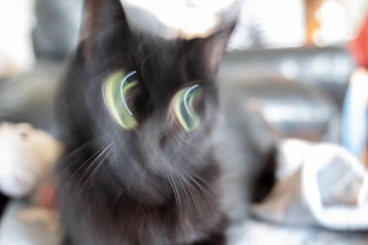 Fast, Furry, and Out of Focus