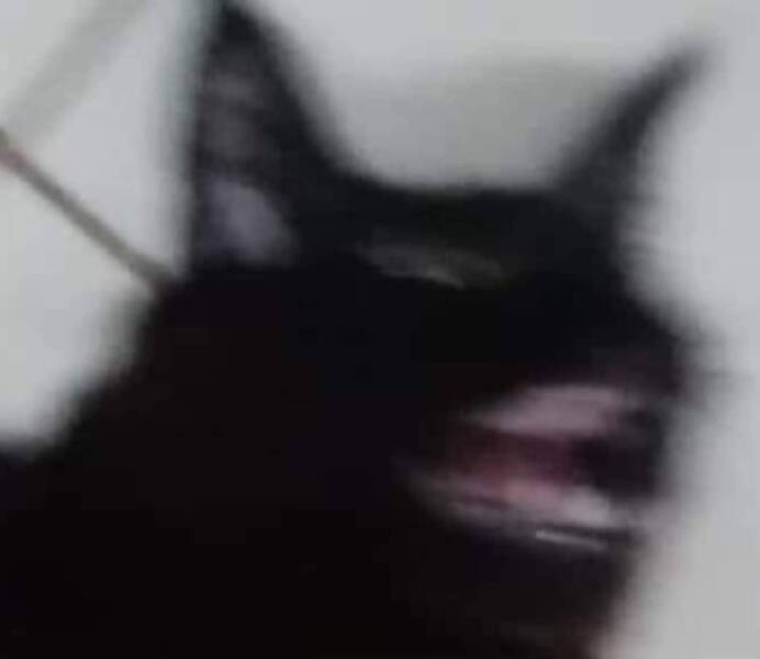 Fast, Furry, and Out of Focus