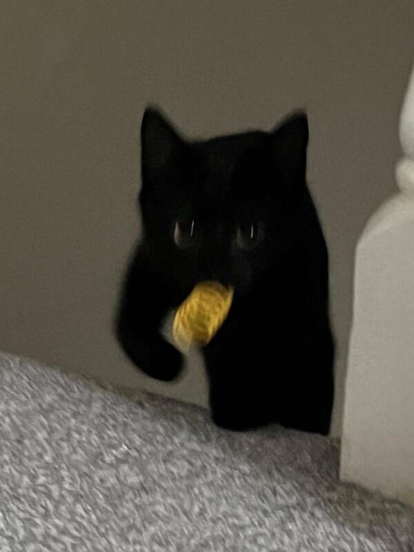 Fast, Furry, and Out of Focus