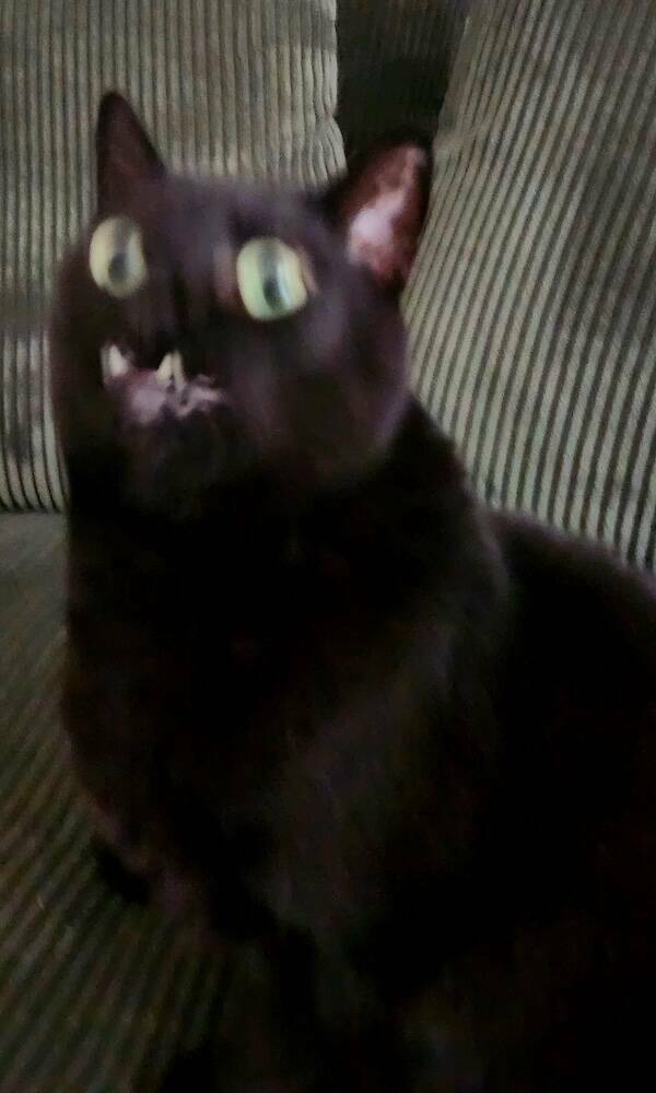 Fast, Furry, and Out of Focus