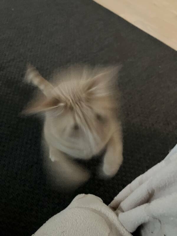 Fast, Furry, and Out of Focus