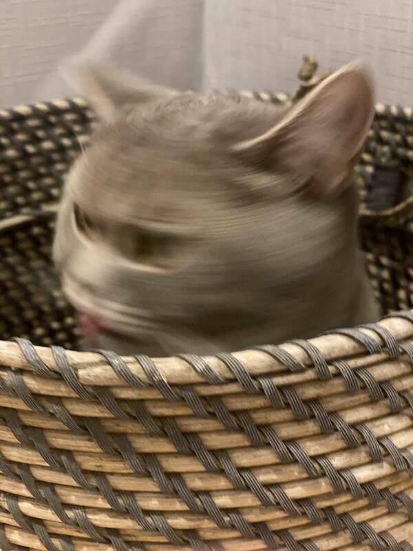 Fast, Furry, and Out of Focus