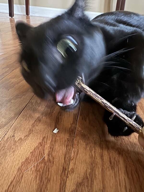 Fast, Furry, and Out of Focus