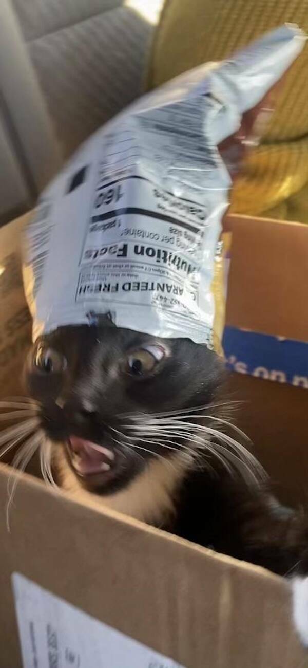 Fast, Furry, and Out of Focus