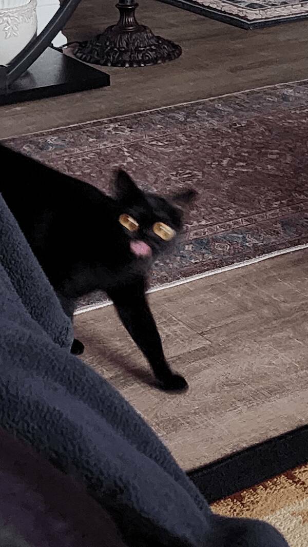 Fast, Furry, and Out of Focus