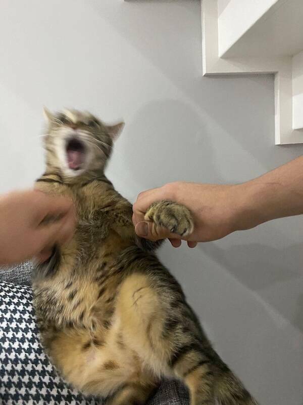 Fast, Furry, and Out of Focus