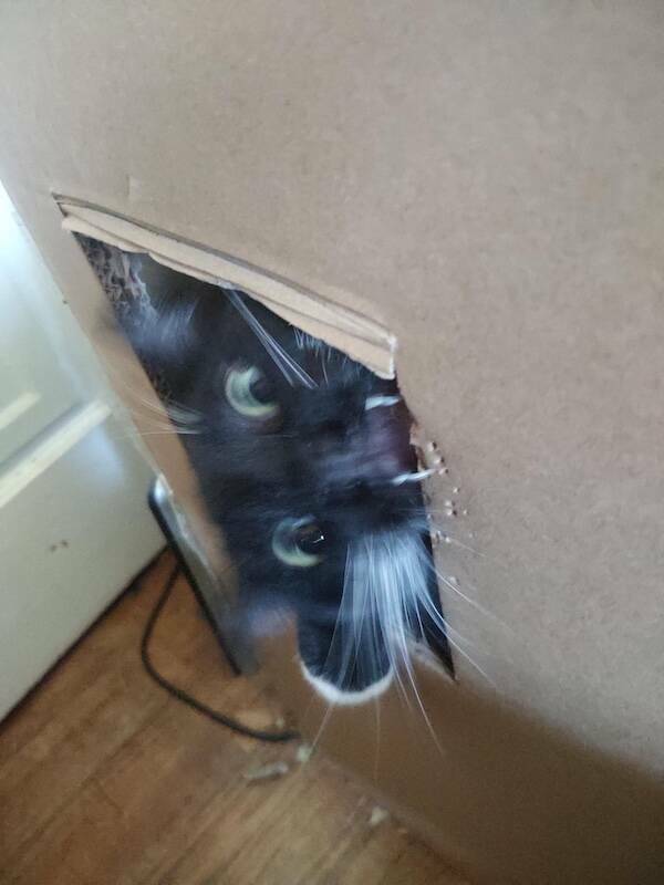 Fast, Furry, and Out of Focus