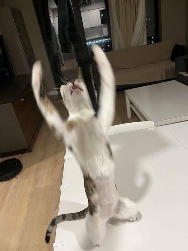 Fast, Furry, and Out of Focus