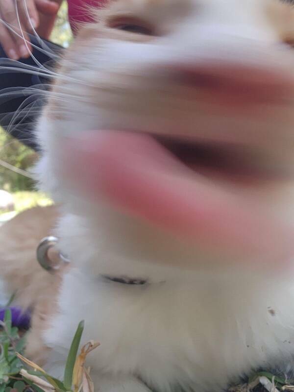 Fast, Furry, and Out of Focus