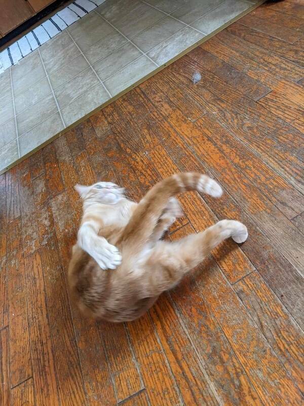 Fast, Furry, and Out of Focus