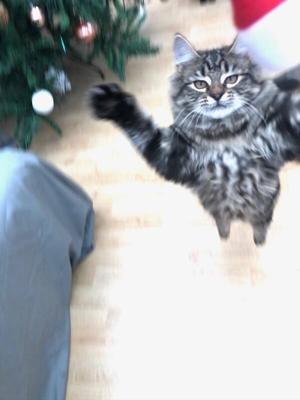 Fast, Furry, and Out of Focus