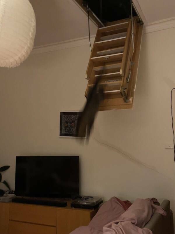 Fast, Furry, and Out of Focus