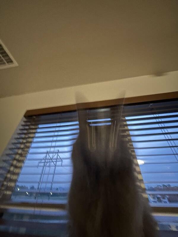 Fast, Furry, and Out of Focus