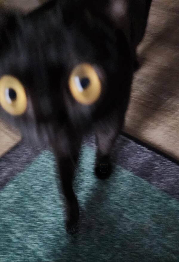 Fast, Furry, and Out of Focus