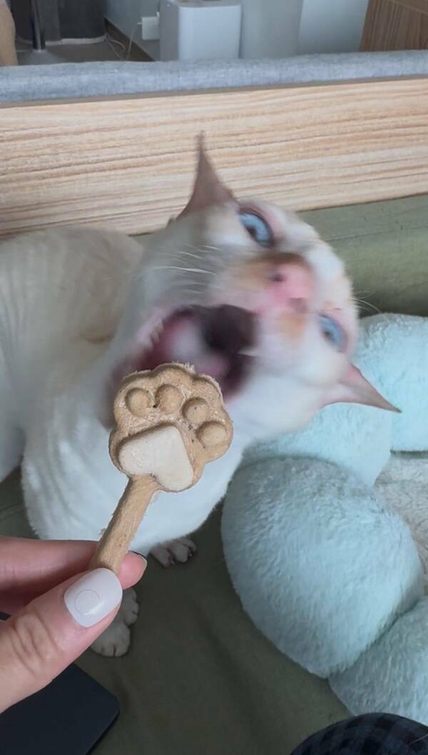 Fast, Furry, and Out of Focus