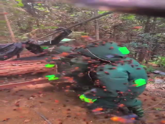 Removal of Hornet Den
