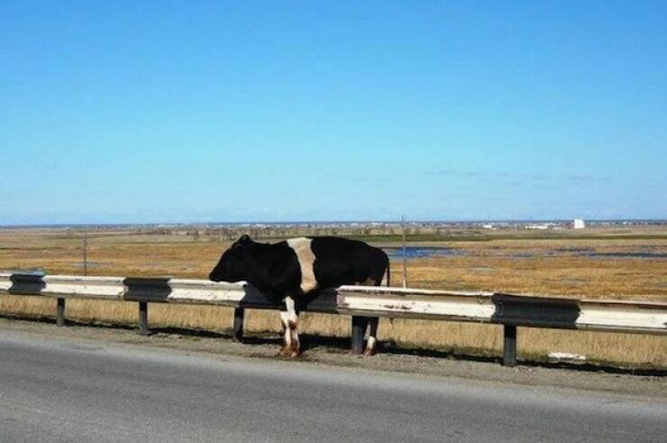 Daily Picdump Daily Picdump