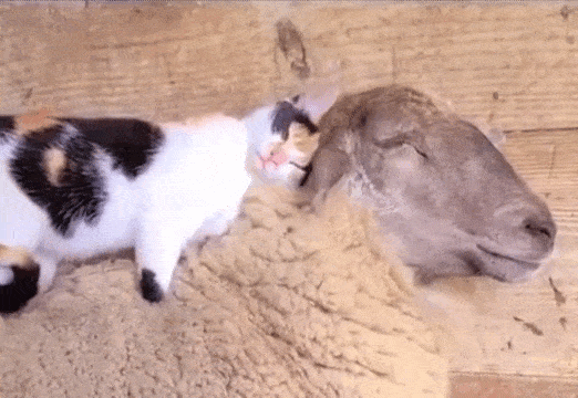 Daily Gifdump Daily Gifdump