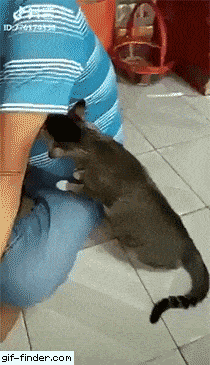 Daily Gifdump Daily Gifdump