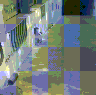 Daily Gifdump Daily Gifdump