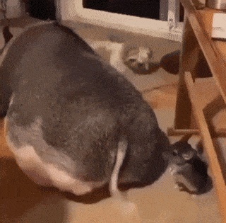 Daily Gifdump Daily Gifdump