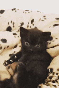 Daily Gifdump Daily Gifdump