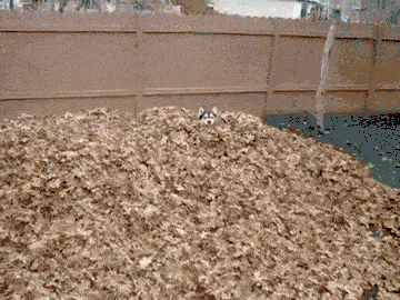 Daily Gifdump Daily Gifdump