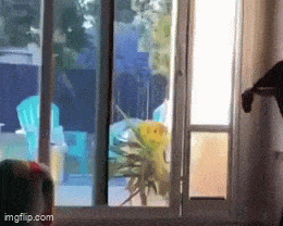 Daily Gifdump Daily Gifdump