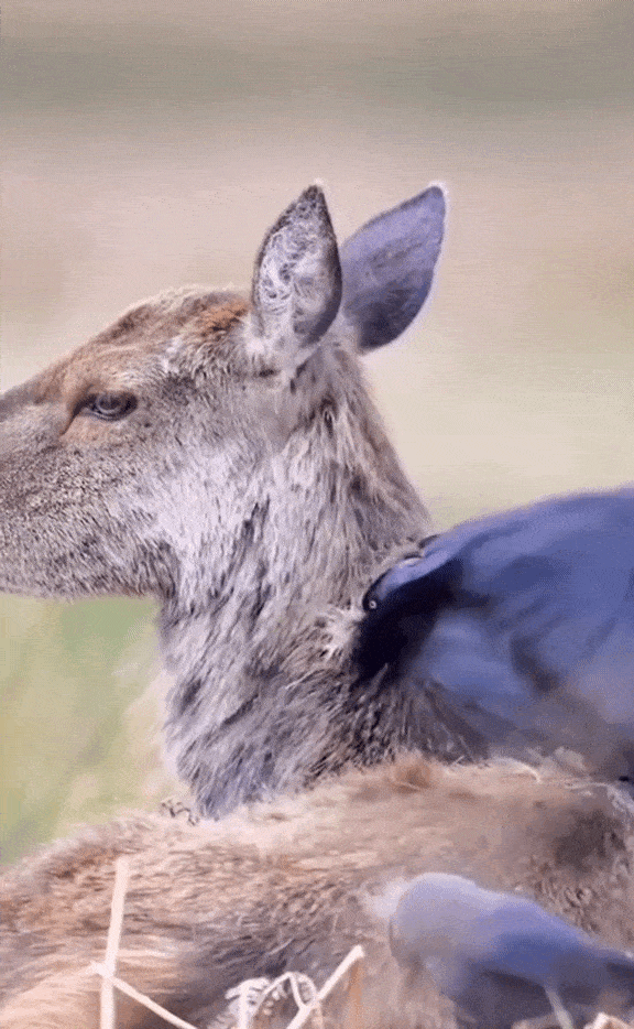 Daily Gifdump Daily Gifdump