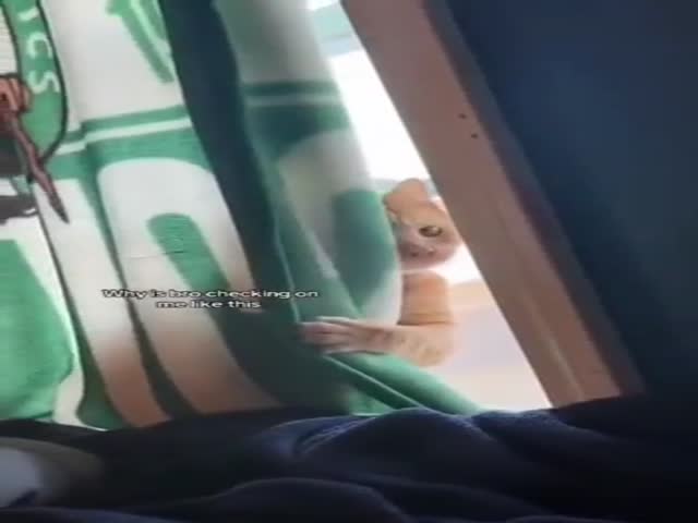 Fluffy Spies
