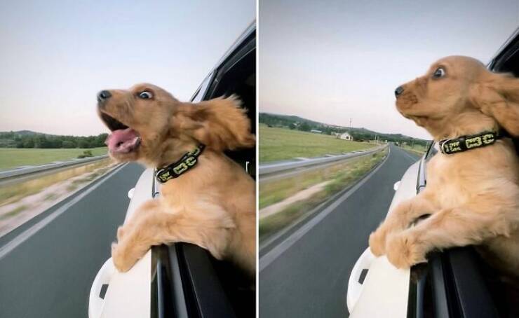 Cute and Comical Moments from the Animal Kingdom