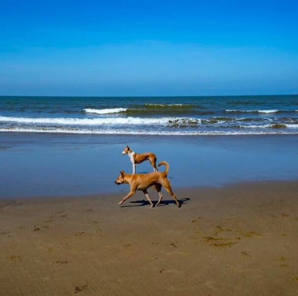 Cute and Comical Moments from the Animal Kingdom