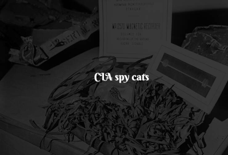 The Weirdest and Funniest Moments in History