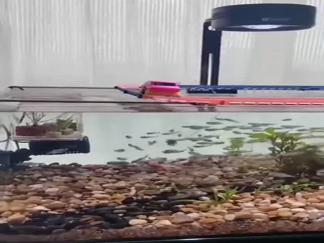 Its Time To Walk the Fish