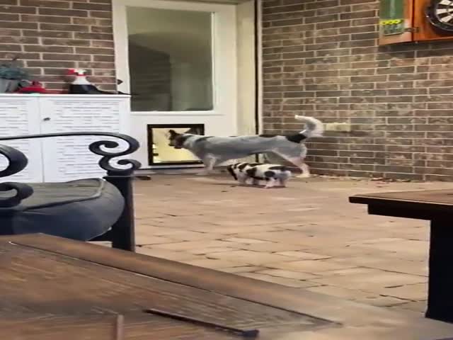 Dog Teaches Pig How To Use The Doggy Door