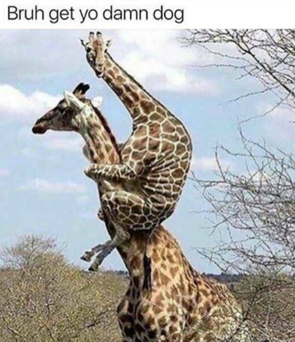 Memes That Absolutely Nailed It