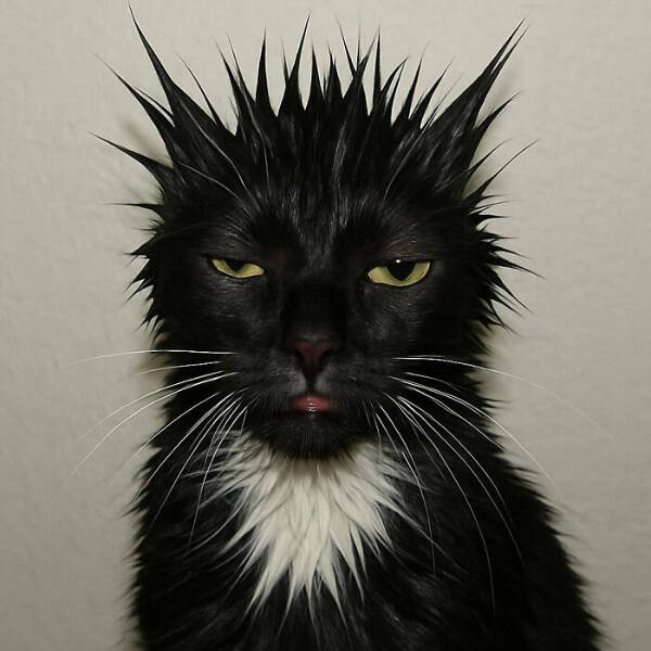 Photos That Prove Cats Rule the Internet