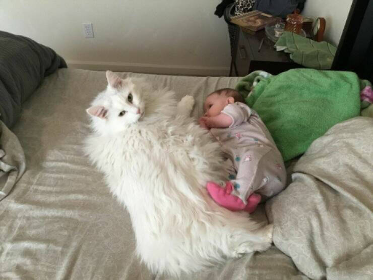 Photos That Prove Cats Rule the Internet