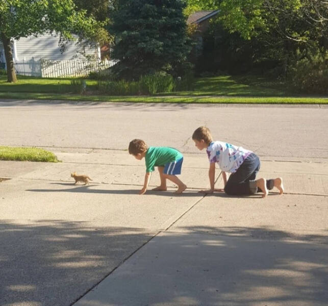 Photos That Prove Cats Rule the Internet