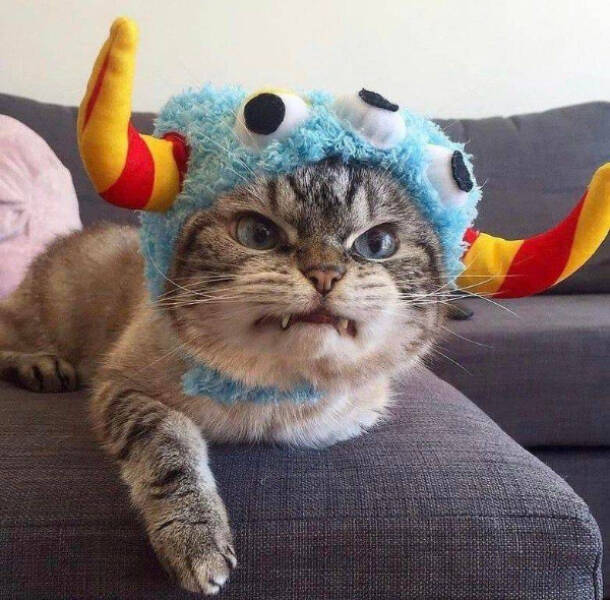 Photos That Prove Cats Rule the Internet Photos That Prove Cats Rule the Internet