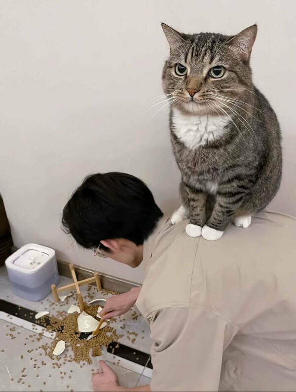 Photos That Prove Cats Rule the Internet