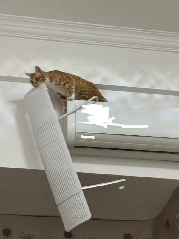 Photos That Prove Cats Rule the Internet