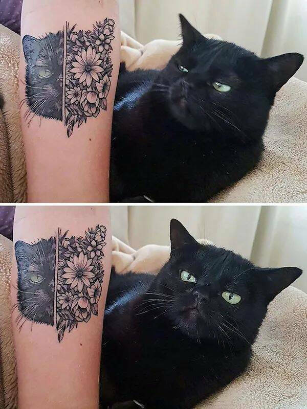 Photos That Prove Cats Rule the Internet