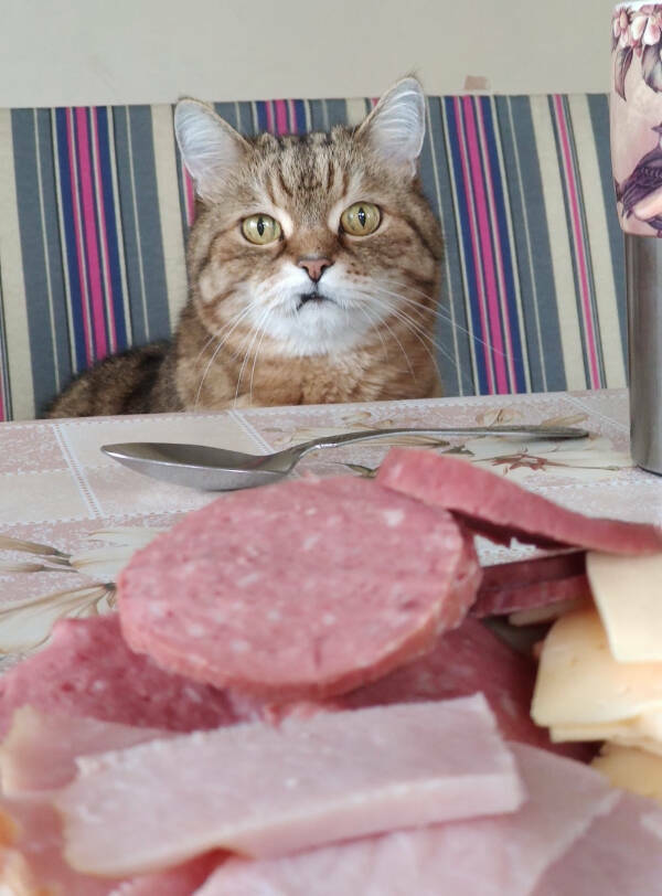 Photos That Prove Cats Rule the Internet