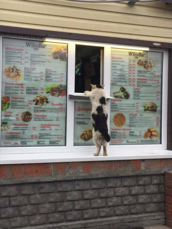 Photos That Prove Cats Rule the Internet Photos That Prove Cats Rule the Internet