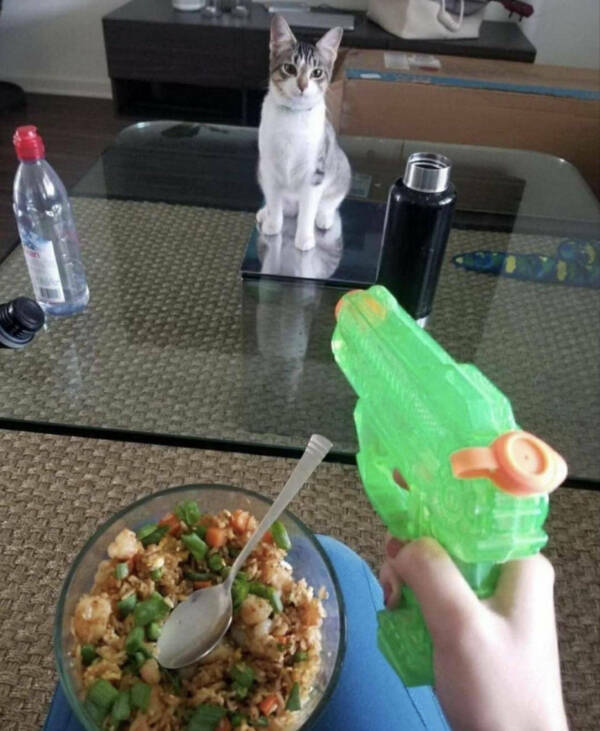 Photos That Prove Cats Rule the Internet Photos That Prove Cats Rule the Internet