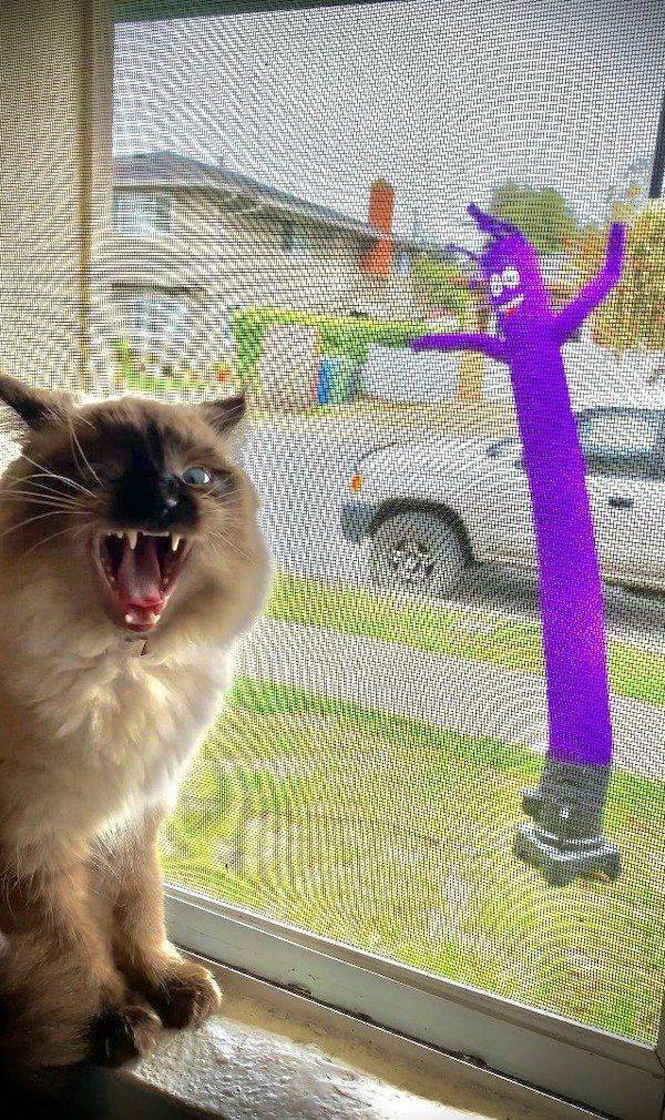 Photos That Prove Cats Rule the Internet Photos That Prove Cats Rule the Internet